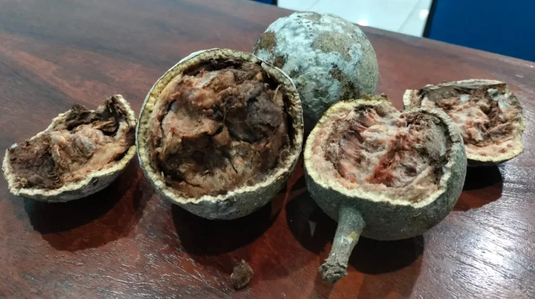 Mengenal Kinca, Buah Legendaris Favorit Masyarakat Bima