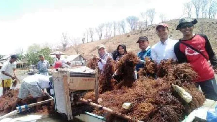Potensi Laut Dompu Capai Rp400 Miliar, Rumput Laut dan Tuna Jadi Andalan