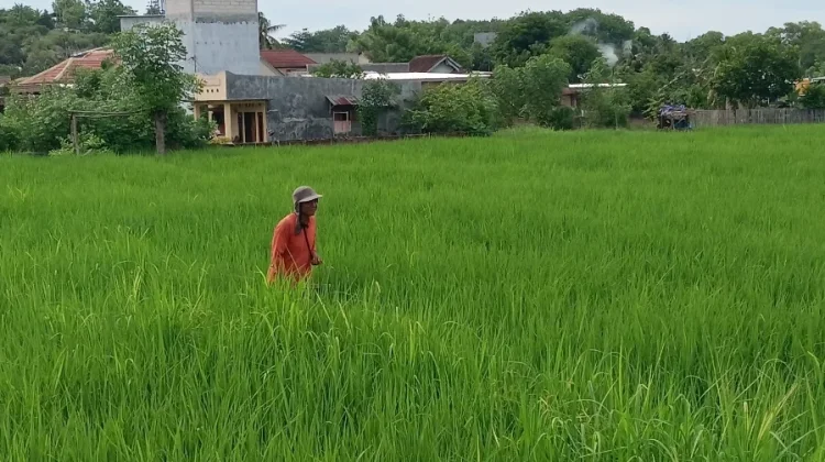 Realisasi Tanam Sumbawa Tembus 98 Persen
