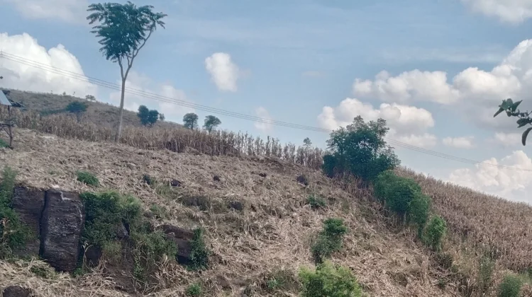 Peringatan Kondisi Cuaca Selama Musim Kemarau