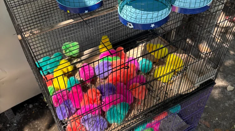 Usaha Ayam Warna-Warni Kian Menjanjikan