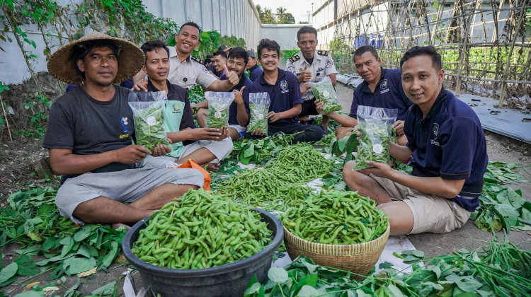 Panen Edamame Lapas Lombok Barat Langsung Ludes Diserbu Pembeli