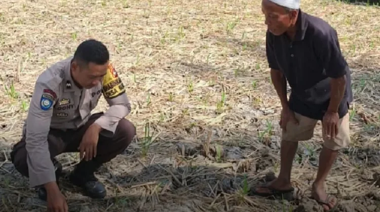 Dukung Ketahanan Pangan, Kepolisian Monitoring Lahan Jagung Warga di Terara
