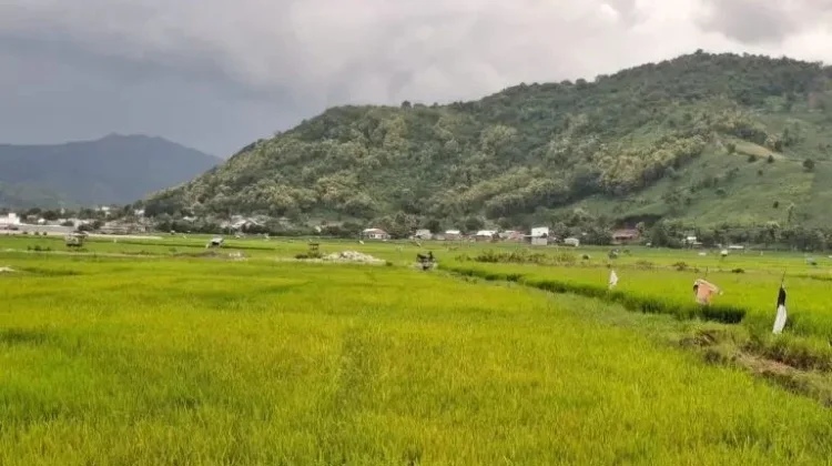 Elnino Tidak Berdampak Pada Cadangan Pangan Dompu Surplus
