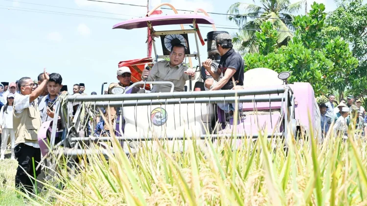 NTB Surplus 348 Ribu Ton Beras di Tengah El Nino