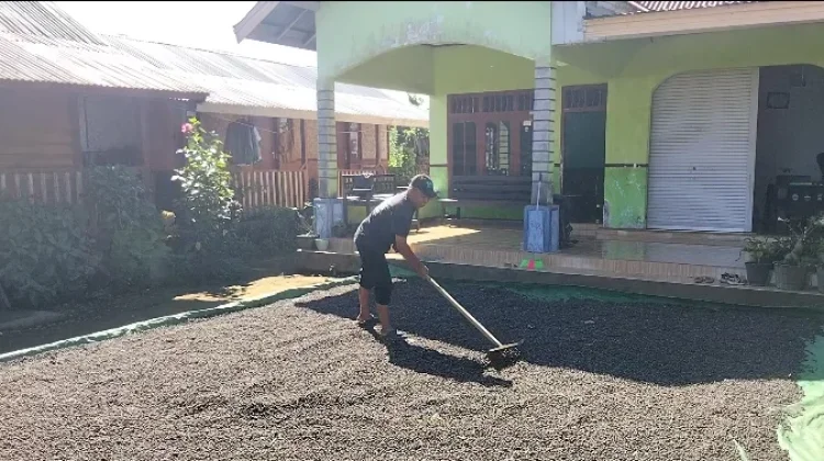 Alih Komoditas, Luas Perkebunan Kopi Dompu Menyusut Drastis