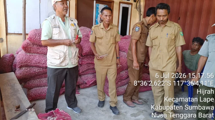 Pengadaan Bibit Bawang Upland Dirampungkan Pertengahan Juli