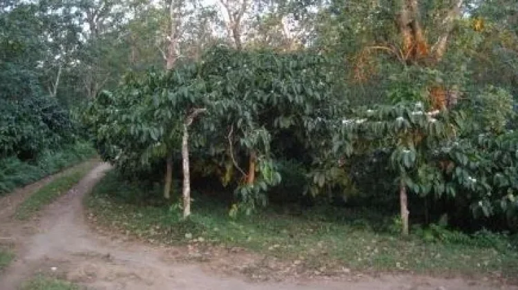 Kopi Tambora Dipertahankan Lewat Peremajaan dan Tumpang Sari