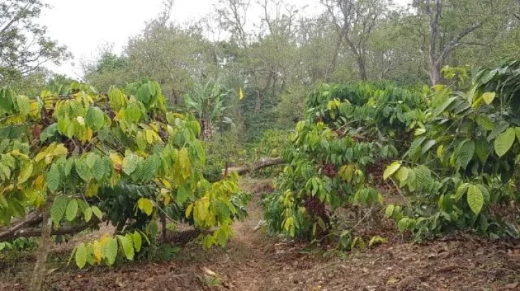 Tanam Kopi dan Buah, Sedekah Oke Pulihkan Mata Air