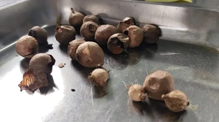 Tingkatkan Nilai Jual Bawang Putih Sembalun, Ibu Syaeun Kembangkan Black Garlic