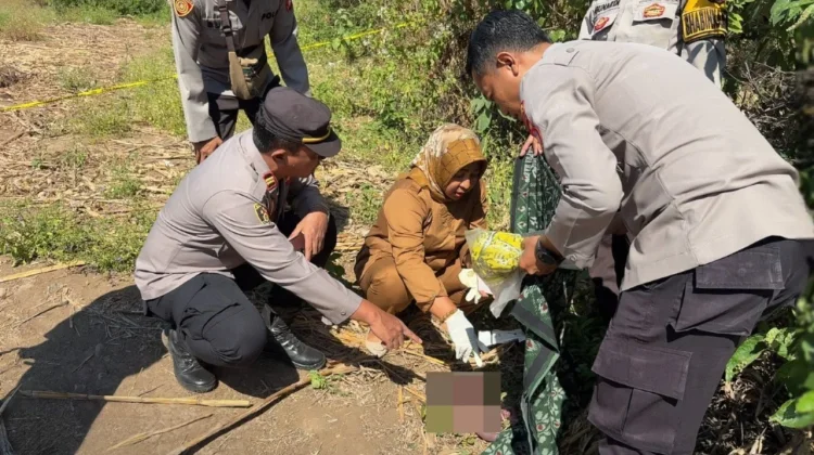 Mayat Bayi Ditemukan di Lahan Jagung