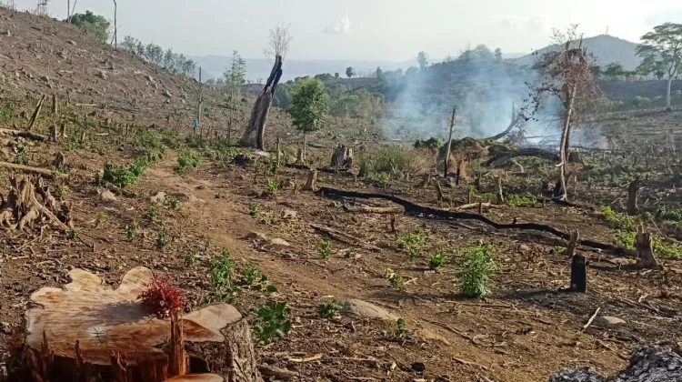 Aktivis Soroti Tradisi Nhoho yang Terus Ancam Hutan Dompu