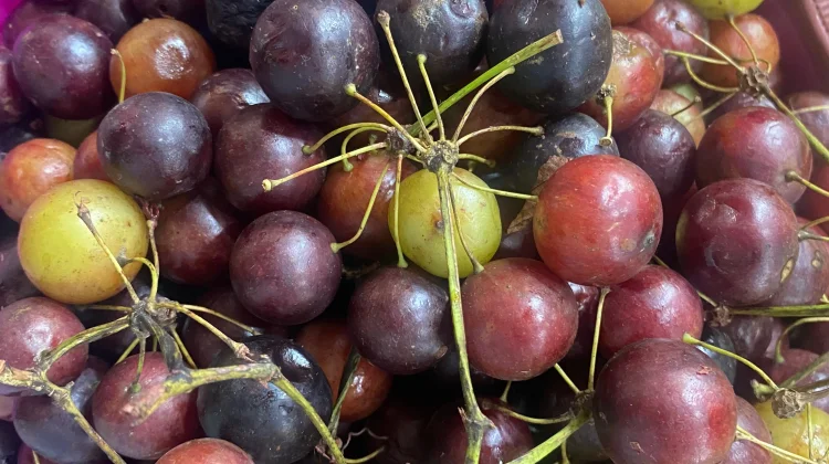 Buah Buni Si Kecil Kaya Manfaat Mulai Terlupakan Masyarakat
