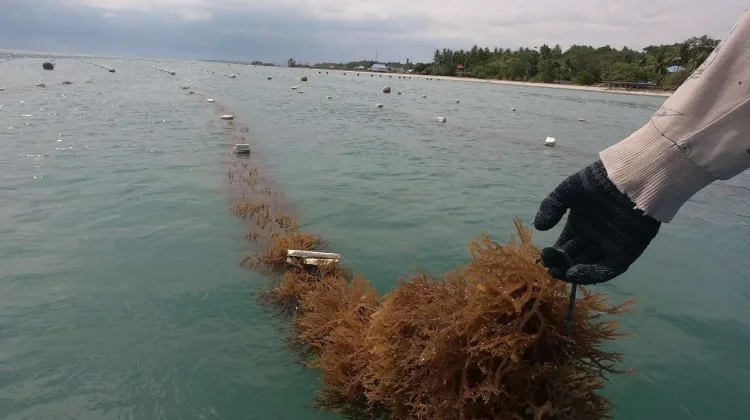 Dari Pesisir Jerowaru, Harapan Tumbuh dalam Keripik Rumput Laut