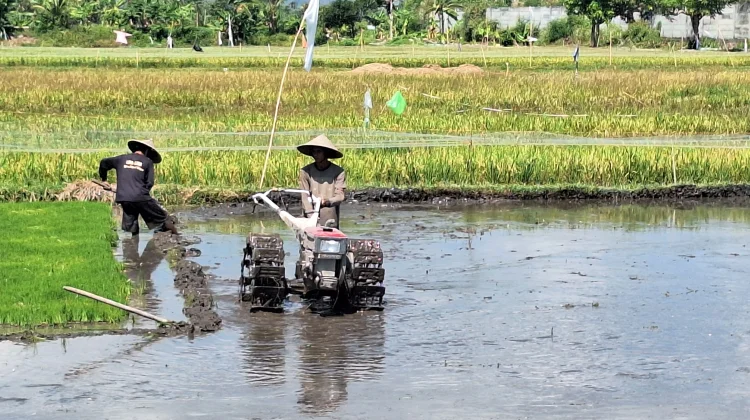 Warige Pemandu Petani di Lombok