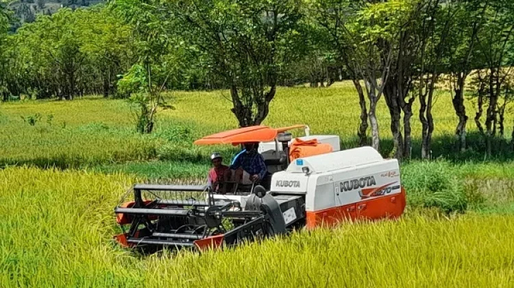 Ulah Tengkulak Nakal, Hambat Gabah Petani Dompu Sesuai HPP