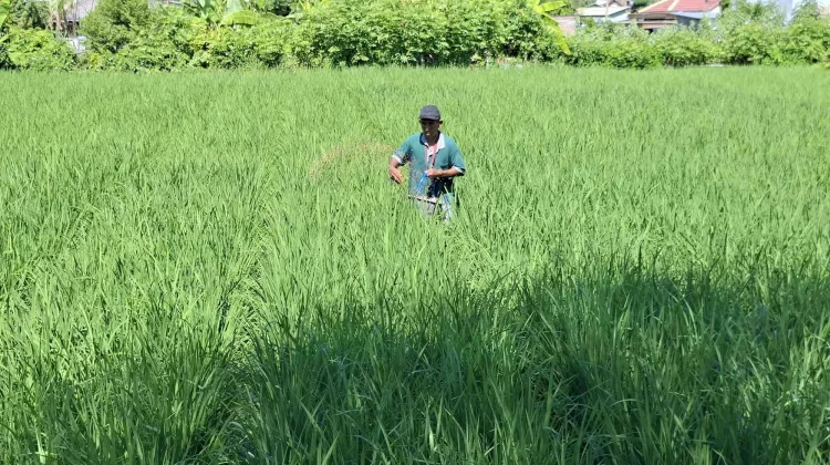 NTP NTB Tetap Tinggi, Kondisi Petani Dinilai Aman