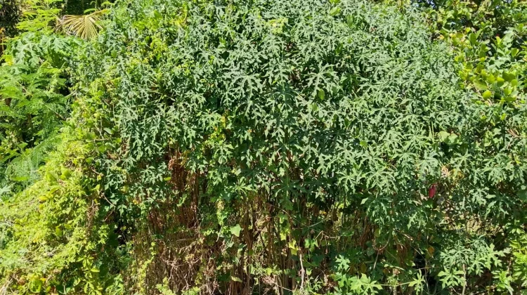 10 Manfaat Daun Pepaya Jepang bagi Kesehatan