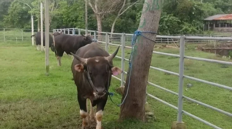 KSB Kembangkan Agribisnis Bergulir Peternakan Sapi