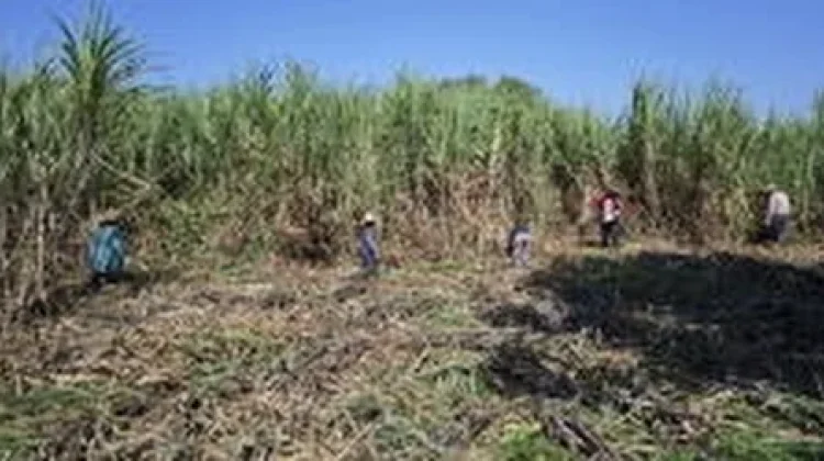 Produksi Tebu Dompu Ditargetkan Capai 278 Ribu Ton