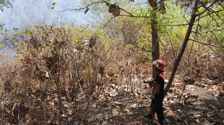 Kebakaran Lahan di Pringgabaya Berhasil Dipadamkan Damkarmat Lombok Timur