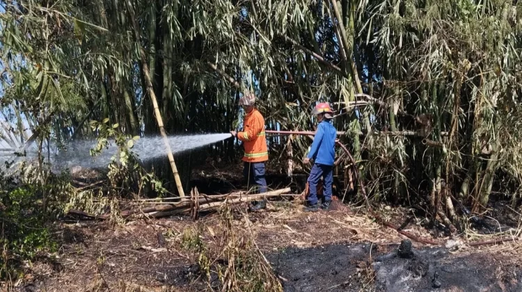 Damkarmat Lombok Timur Padamkan Kebakaran Lahan Bambu di Santong