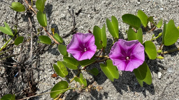 Morning Glory, Simbol Keindahan yang Singkat dan Sementara