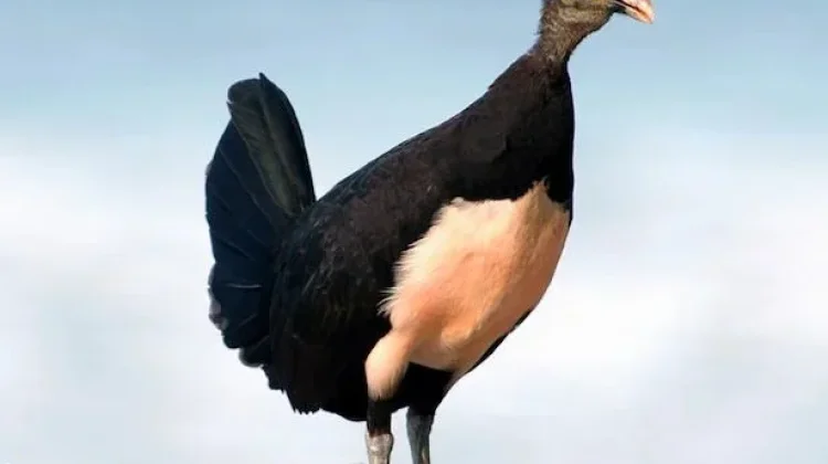 Burung Maleo, Hewan Endemik dengan Cara Bertelur yang Unik