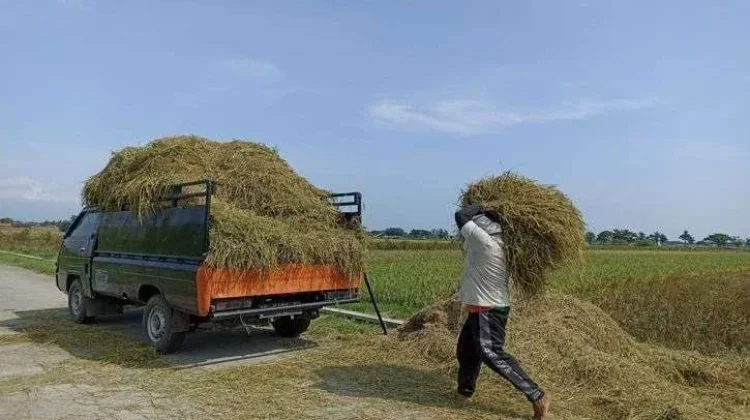 Manfaatkan Limbah Pertanian Untuk Pakan Ternak