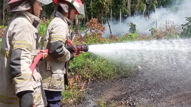 Lahan Terbakar di Seruni Mumbul, Damkarmat Bergerak Cepat Padamkan Api