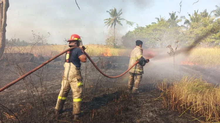 Kebakaran Lahan di Wanasaba Utara, Api Berhasil Dikendalikan
