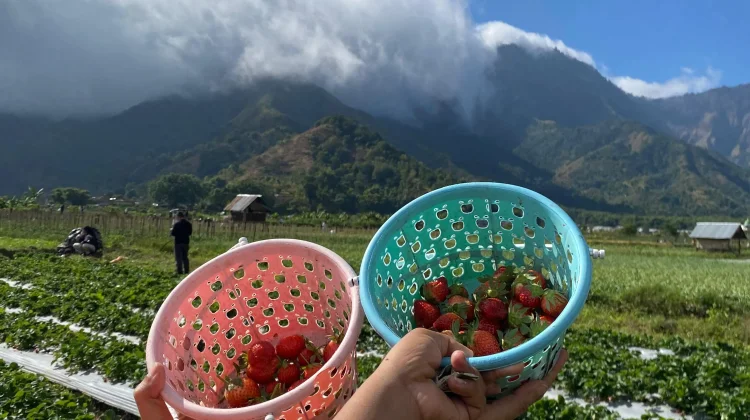 Panen Raya Stroberi Sembalun, Liburan Manis di Kaki Rinjani