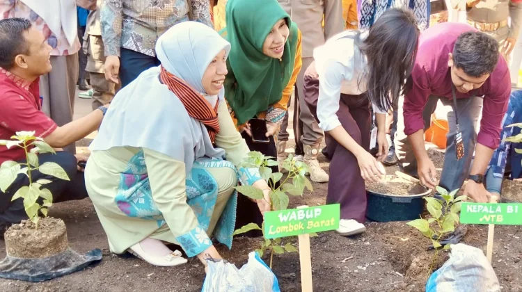Gerakan Tanam Cabai Sekolah, Wabup UNA Perkuat Ketahanan Pangan Lobar Bersama