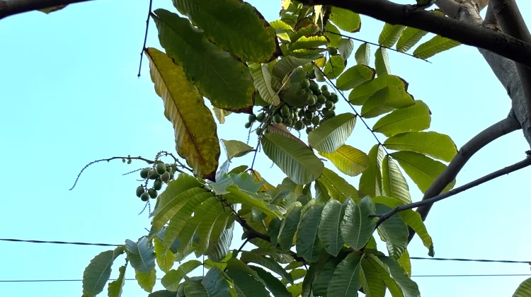Matoa, Buah Lokal Indonesia dan Sejuta Manfaatnya
