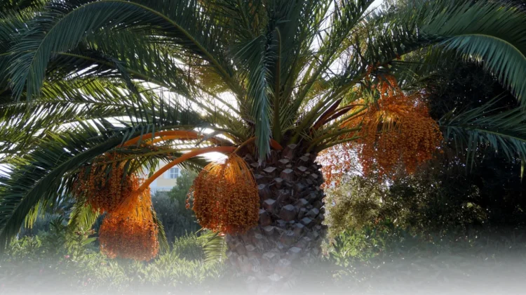 Perkebunan Kurma Lombok Utara Ditargetkan Jadi Wisata Religi pada 2027