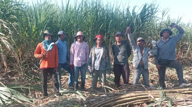 Lahan Tidur di Karombo Berubah Jadi Ladang Tebu Penopang Ekonomi Warga
