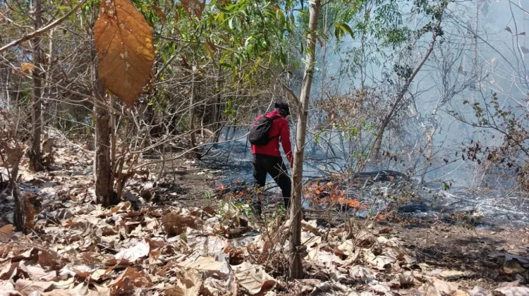 834 Hektare Kawasan TN Tambora Terbakar