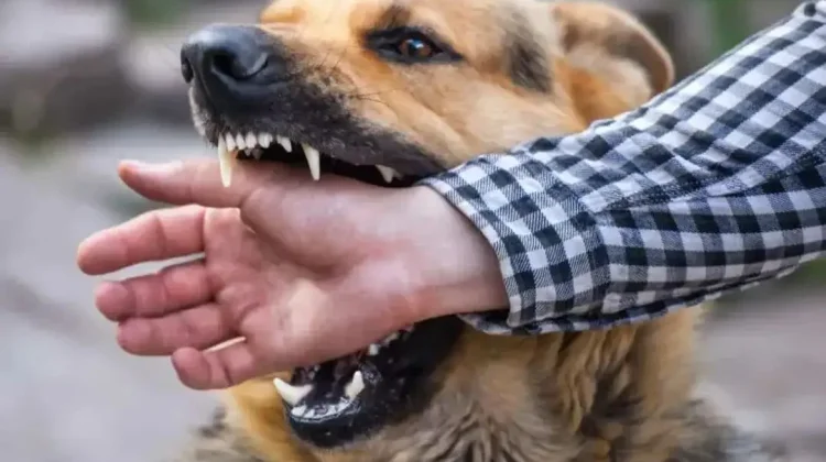 Ratusan Kasus Gigitan Hewan Rabies Terjadi di Kabupaten Bima