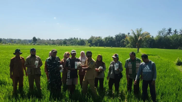 Babinsa dan Dinas Pertanian Dorong Petani Lebih Produktif