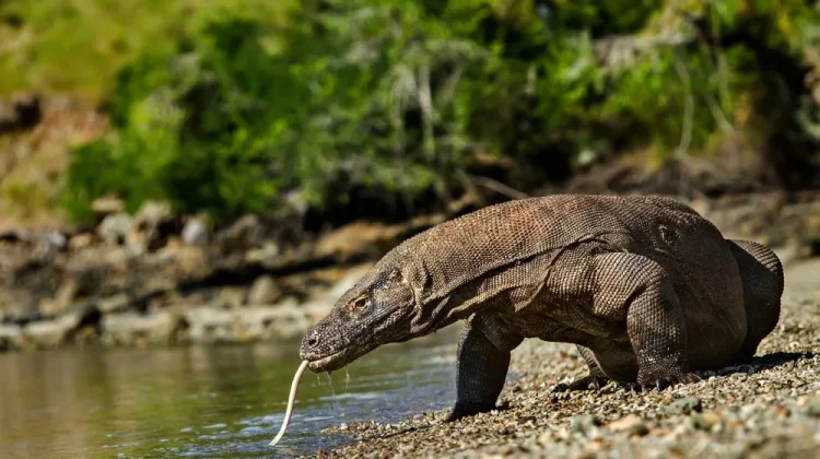 Komodo, Hewan Purba yang Hanya Ada di Indonesia