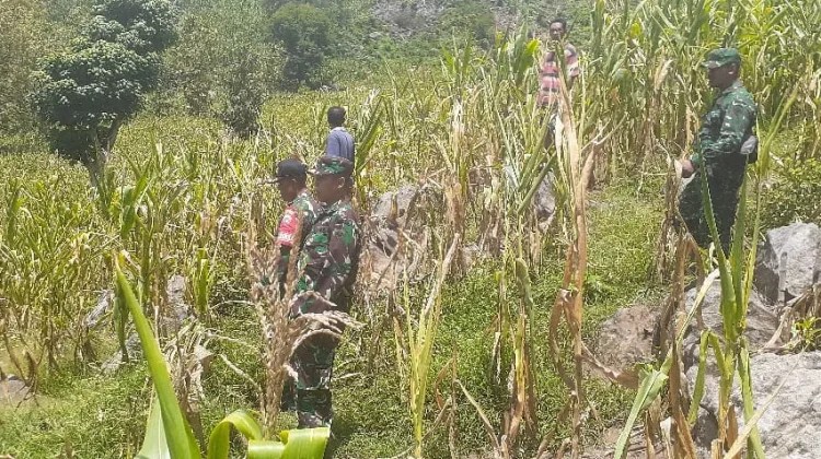 El Nino, Ancam Komoditi Jagung