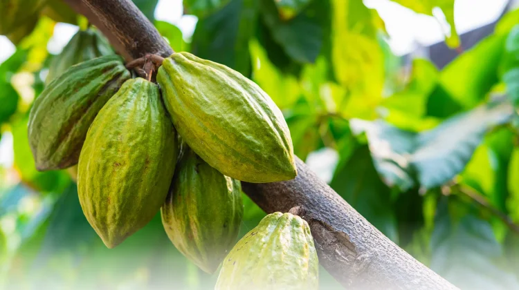 Lombok Utara Dapat Bantuan Perluasan Areal Tanam Kakao 225 Hektare