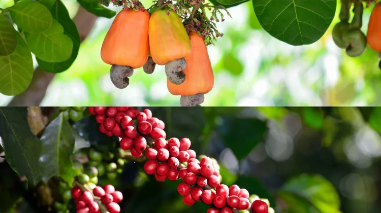 Selain Kakao, KLU Siapkan Pengembangan Kopi dan Peremajaan Mete