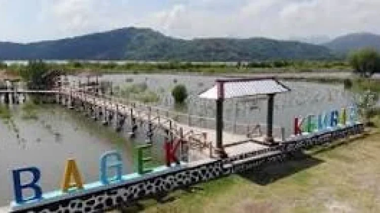 Mangrove Lombok Barat Tren Pertumbuhan Bakau yang Positif
