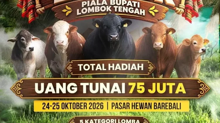 Kontes Sapi Lombok 2026 Siap Digelar, Peternak Didorong Naik Kelas