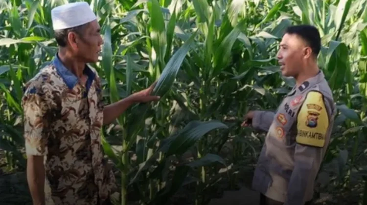 Jaga Ketahanan Pangan di Lombok Timur, Polisi Pantau Tanaman Jagung