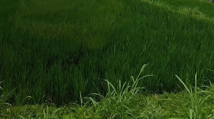 Debit Irigasi Menyusut, Petani Mataram Tunda Tanam - RRI.co.id