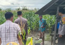 Polsek Jerowaru Monitoring Pertumbuhan Jagung Dukung Ketahanan Pangan