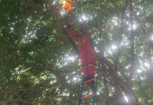 Damkarmat Lombok Timur Evakuasi Sarang Tawon di Pekuburan