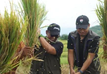 Target 240 Ribu Ton, Bulog NTB Kebut Serap Gabah tanpa Libur